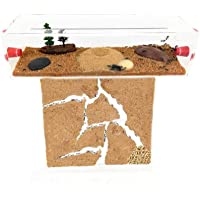 Anthillshop.es Hormiguero T- Pequeño de Arena Natural (acrílico) con Hormigas Gratis- de 20 a 30 obreras.